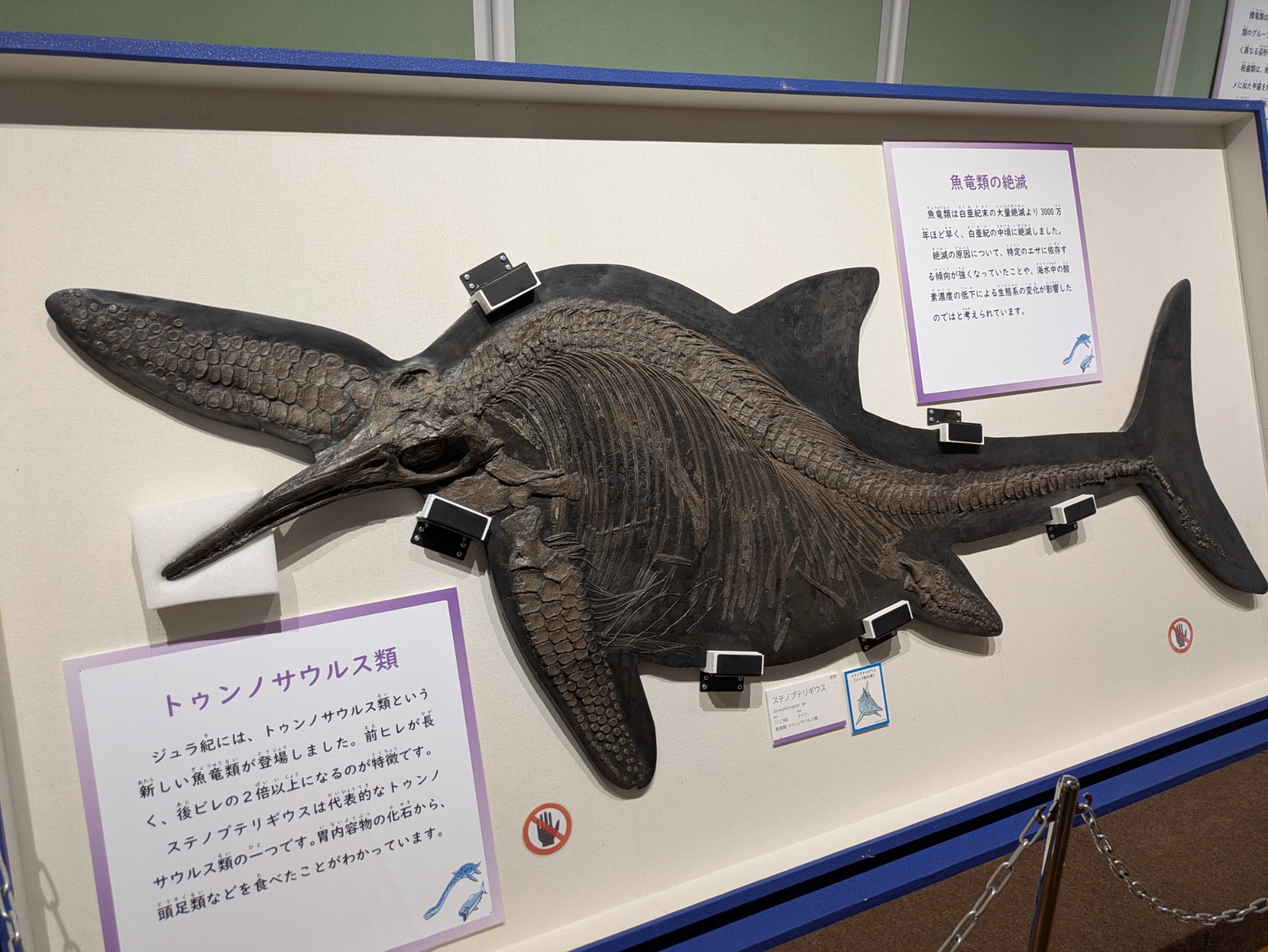 ステノプテリギウス / 撮影地: ミュージアムパーク 茨城県自然博物館 / イベント: 恐竜とともに生きた生物たち～ぼくらは脇役じゃない～の写真
